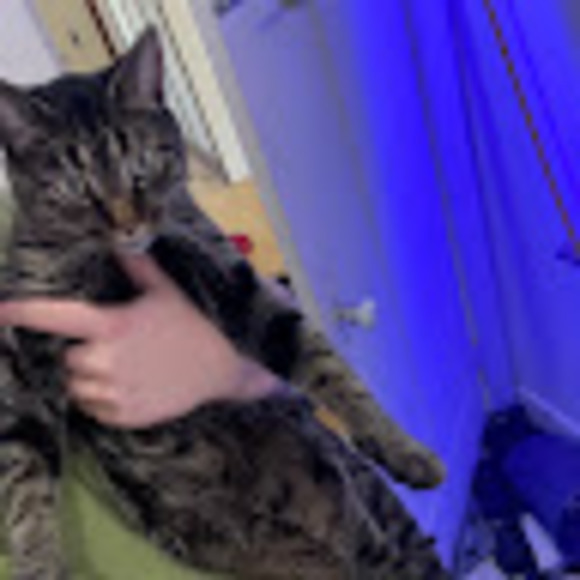 Meet your Posher, Noah - Picture 1 of 1